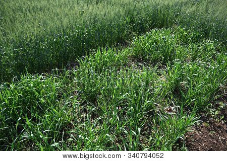 Sorghum Plants (jowar) Growing In Farm Field.