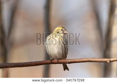 European Serin Nature bird pet branch Nature background fall trees Nature sunrise animal Nature pet birdie pet animal Nature background birds Nature pet Nature background animal Nature pet autumn forest woods Nature background animal Nature background.
