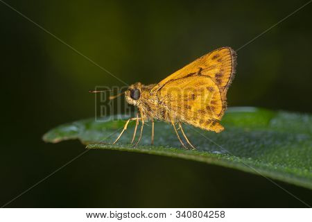 Oriens Sp Butterfly At Garo Hills In Meghalaya