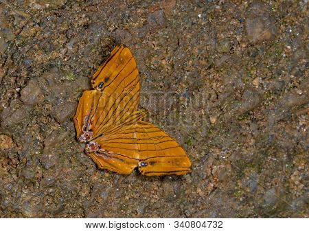 Common Maplet Butterfly, Chersonesia Risa At Garo Hills, Meghalaya, India