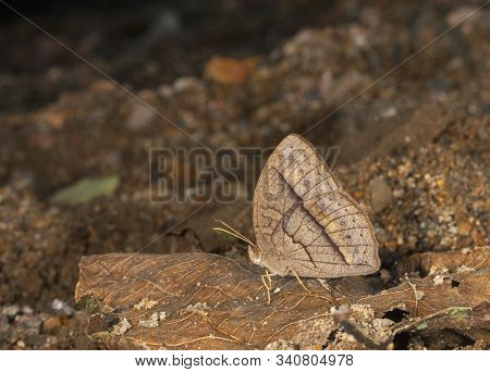 Mycallesis Sp Butterfly At Garo Hills In Meghalaya, India