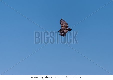 A White-headed Vulture -trigonoceps Occipitalis- Circling Over Etosha National Park, Namibia.