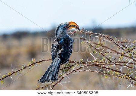 Closeup Of A Southern Yellow-billed Hornbill - Tockus Leucomelas- Sitting On A Branch Of A Tree In E