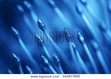 Classic Blue Background. Color Of The Year 2020. Pincushion Protea Close-up Macro.