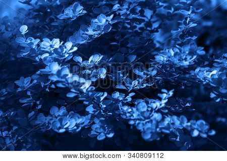 Classic Blue Background. Color Of The Year 2020. Barberry Thunberg Aurea.