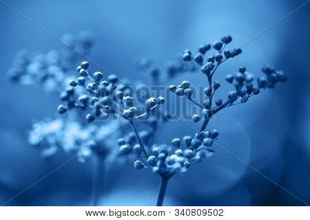 Classic Blue Background. Color Of The Year 2020. Buds Meadowsweet, Filipendula, Spiraea, Ulmaria Clo