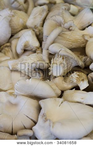 Cogumelos ostra