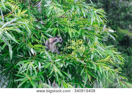 Ring-tailed Lemur Family On The Grass.