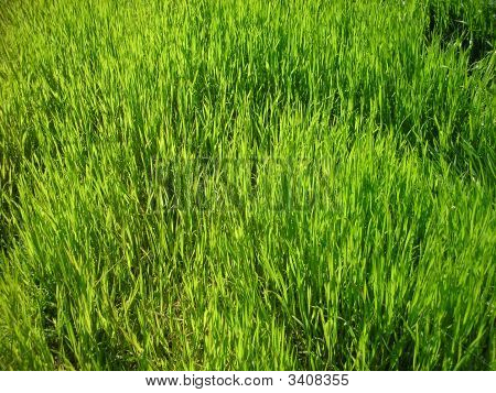 Erba verde succoso