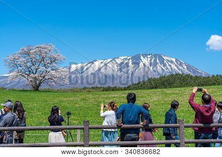 Koiwai Farm Lonesome Cherry Blossoms And Snow Capped Mt. Iwate In Springtime Clear Blue Sky Sunny Da