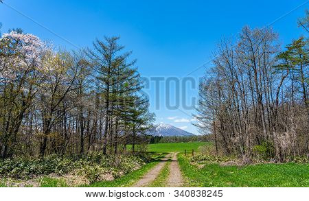 Beauty Nature View, Snowcapped Mountain Range In Background, Forest And Green Grassland In Foregroun