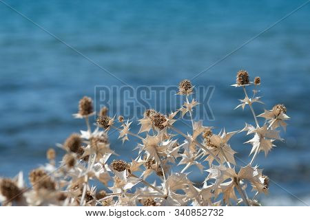 Dry Thistle On Blurred Blue Sea Background