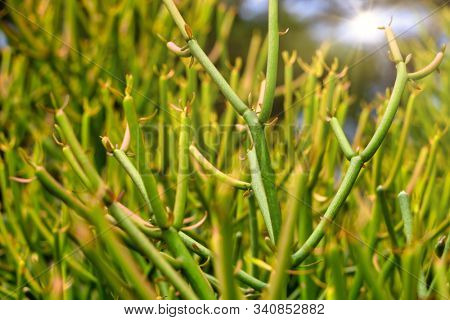 Organic plant texture, green branches at sunset
