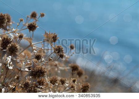 Dry Thistle On Blurred Blue Sea Background