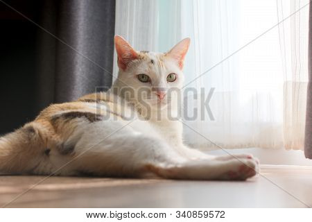 A Calico Cat Lies Next To The White Curtain And Stares At The Camera.