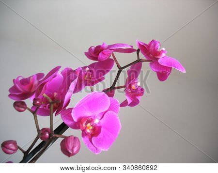 Petals Of A Blooming Purple Orchid. Macro