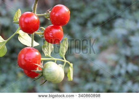 Fresh Cherry Tomatos On The Vine With Leaves Hang Close Up Over A Natural, Blurred Garden Background