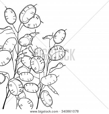 Vector Corner Bunch Of Outline Lunaria Or Honesty Or Moonwort Dried Flowers In Black Isolated On Whi