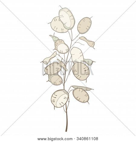 Vector Stem Of Outline Lunaria Or Honesty Or Moonwort Dried Flower Bunch In Pastel Beige Isolated On