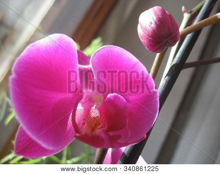 Petals Of A Blooming Purple Orchid. Macro