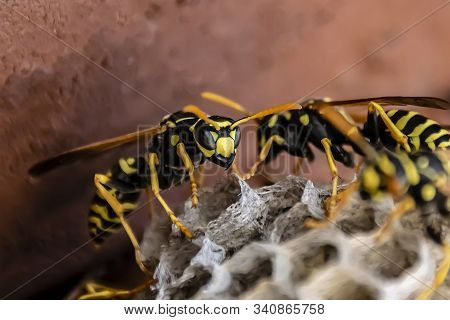 Wasps Sit On Top Of A Hornet Nest