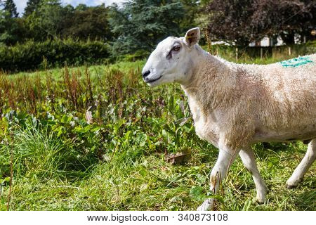Lleyn Sheep In The Scottish Highlands