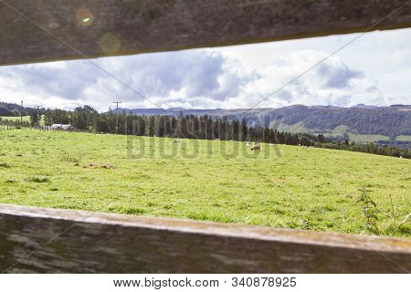 Grazing Sheep In The Pastures Of The Blair Atholl Estate In The Scottish Highlands