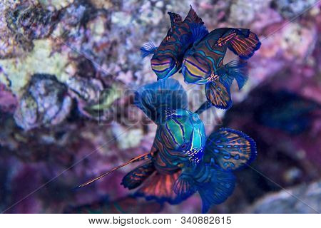 Mandarin Fish  - Indonesia Banda Underwater  Macro