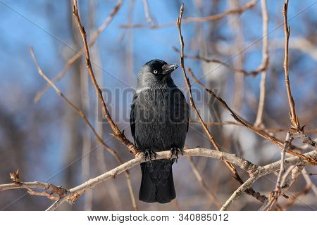Western Jackdaw Coloeus Monedula Sitting On Branch Of Tree In Winter. Cute Common Urban Crow Bird In