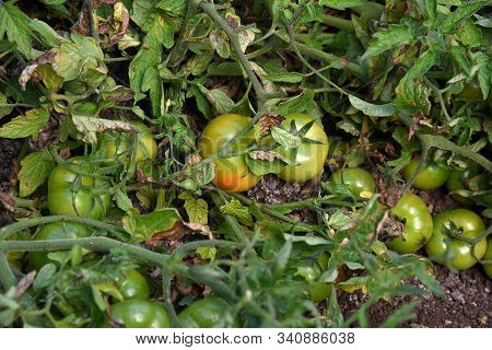 Fresh Tomato Plant In Organic Farm