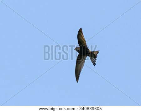 Common Swift Apus Apus In Flight Under Blue Sky. Cute Fast Agile Black Bird In Wildlife.