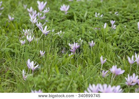 Autumn Crocus - Colchicum Autumnale Plant In Meadow