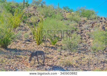 Wild Donkeys, At The Lake Pleasant Regional Park In The Sonora Desert. Saguaro Cactus (carnegiea Gig