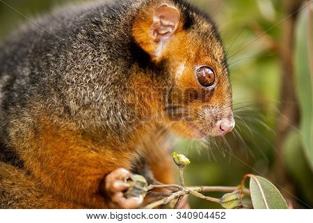 Ring-tailed Possum
