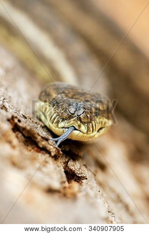 Coastal Carpet Python