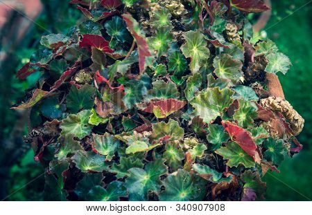 Beautiful View Of The Plant Leaves In A Home Garden With Water Droplets From The Rain Drizzle.