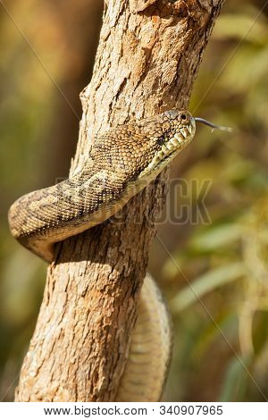 Coastal Carpet Python
