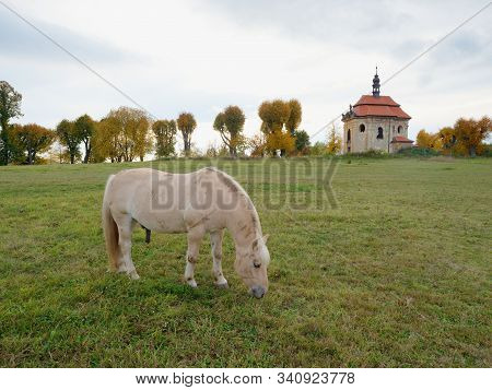 Horses Grazing On Pasture In Front Of Chapel, Autumn Season In The Landscape