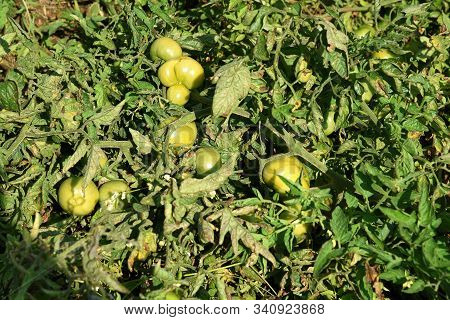 Fresh Tomato Plant In Organic Farm
