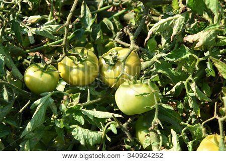 Fresh Tomato Plant In Organic Farm