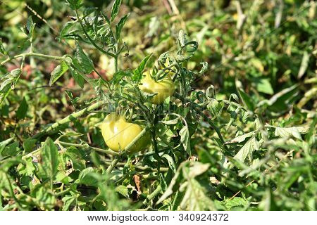 Fresh Tomato Plant In Organic Farm