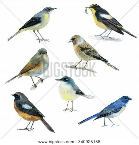 Isolated Drawing Of A Bird On A White Background. Watercolor Illustration Of A Bird. 
Drawn Birds Fo