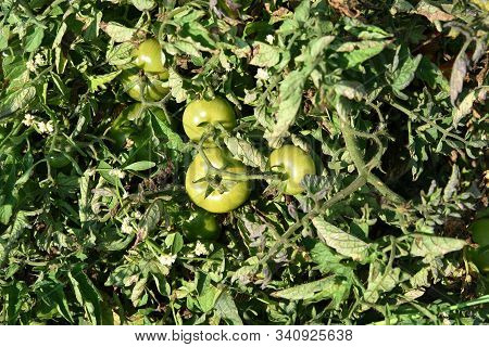 Fresh Tomato Plant In Organic Farm