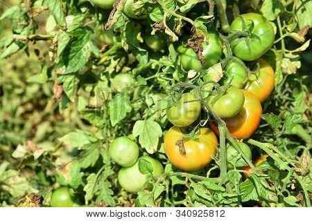 Fresh Tomato Plant In Organic Farm