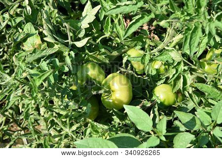 Fresh Tomato Plant In Organic Farm