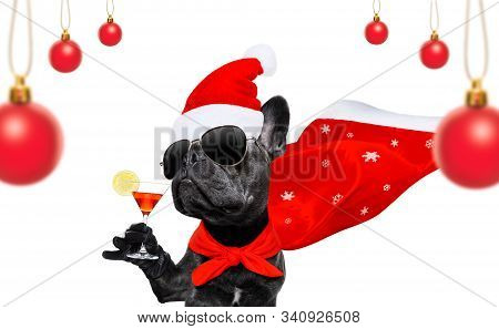 Christmas Santa Claus French Bulldog Dog As A Holiday Season Surprise Out Of A Gift Or Present Box  