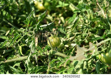 Fresh Tomato Plant In Organic Farm