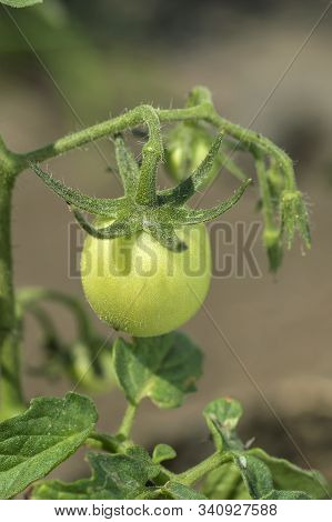 Fresh Tomato Plant In Organic Farm