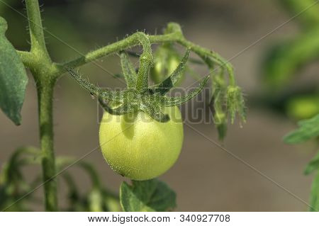 Fresh Tomato Plant In Organic Farm