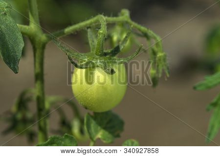 Fresh Tomato Plant In Organic Farm